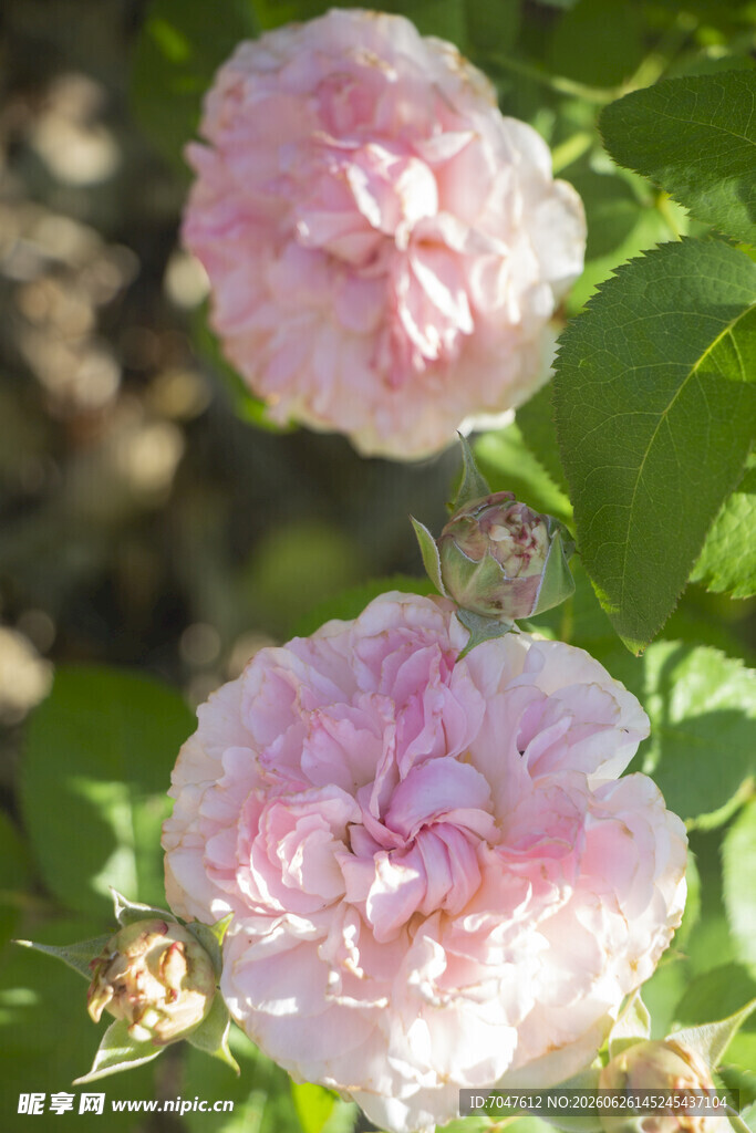 两朵柔美粉色月季花