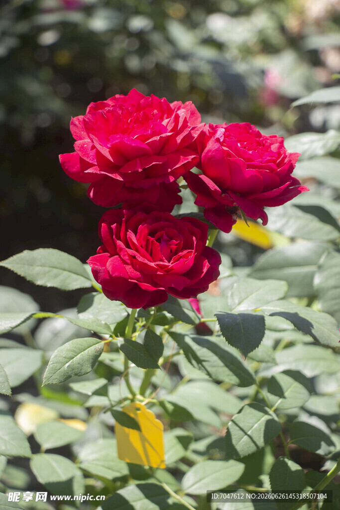 红色月季花