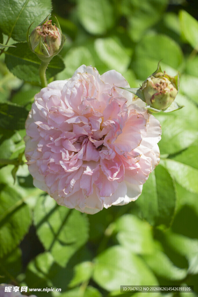 粉色月季花