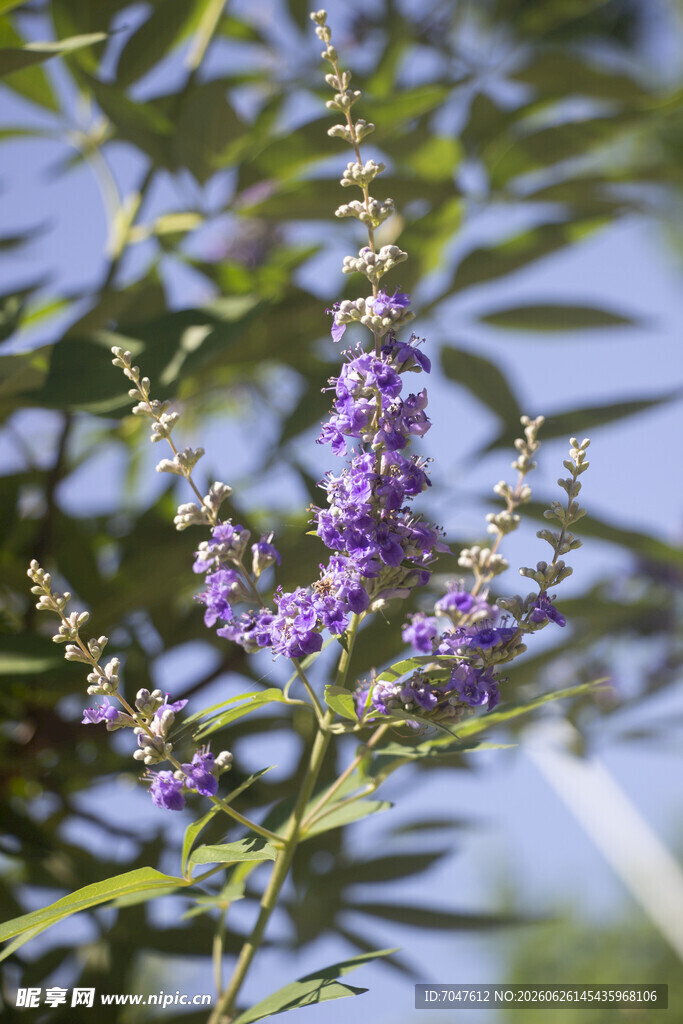 穗花牡荆紫色小花绽放枝头