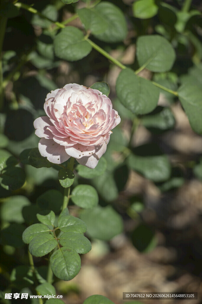 粉色月季花特写