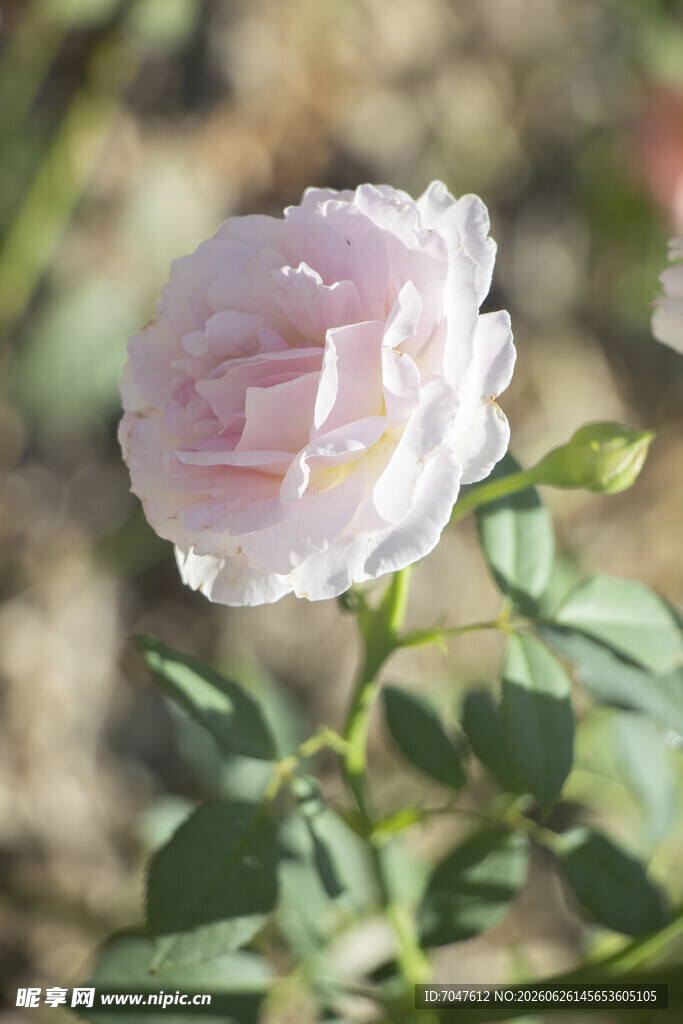 淡粉色月季花特写
