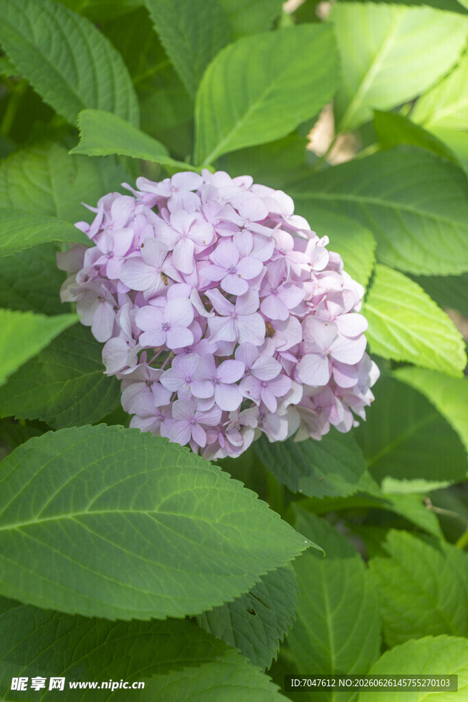 淡紫色绣球花绽放绿叶间