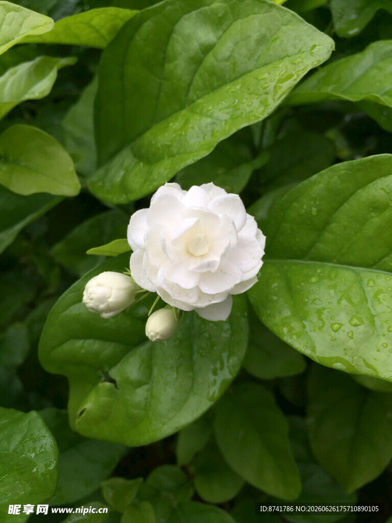 洁白茉莉花绽于绿叶间