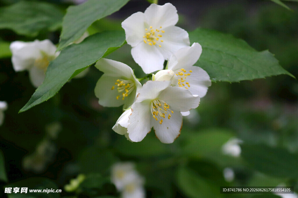 洁白茉莉花绽放枝头