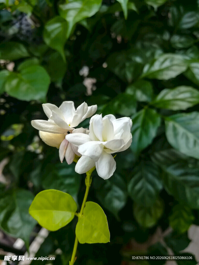 清新绽放的白色茉莉花
