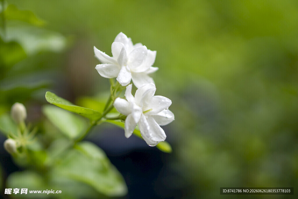 洁白茉莉花绽放