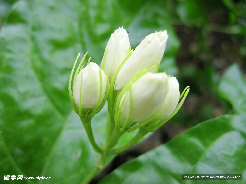 含苞待放的白色茉莉花