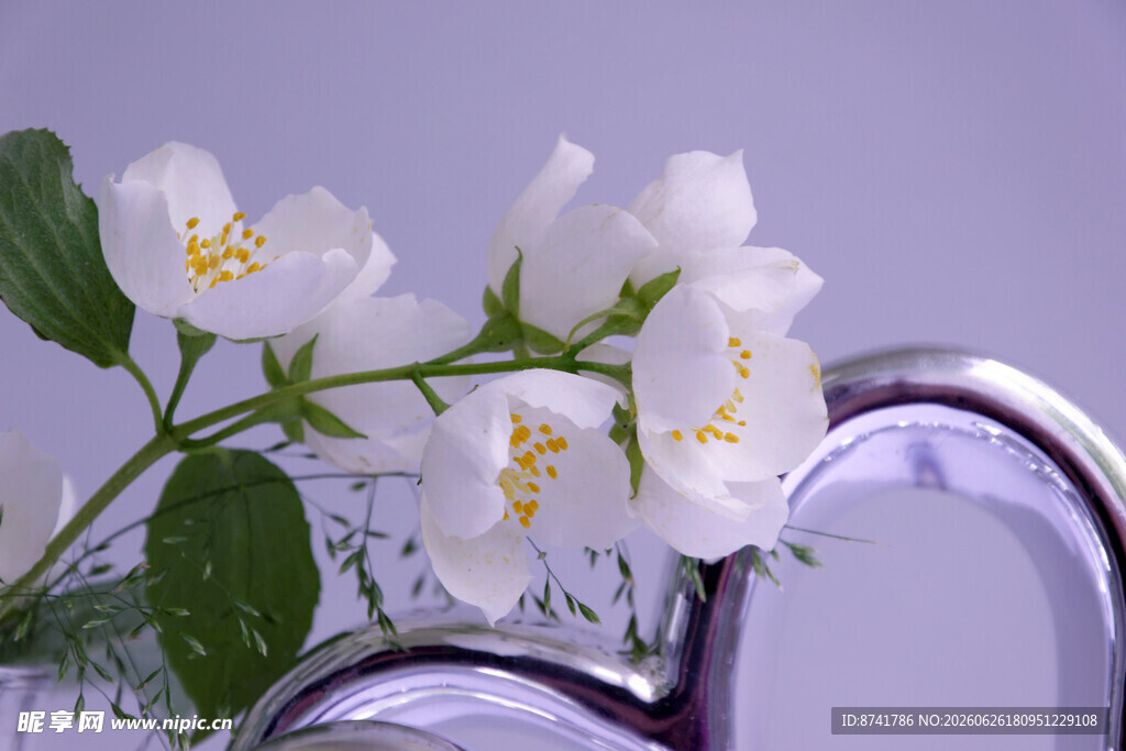 花瓶中绽放的洁白茉莉花