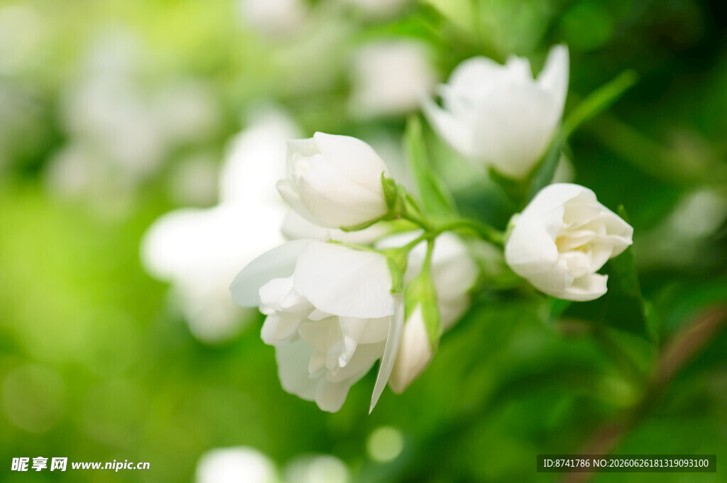 洁白茉莉花绽放绿意间