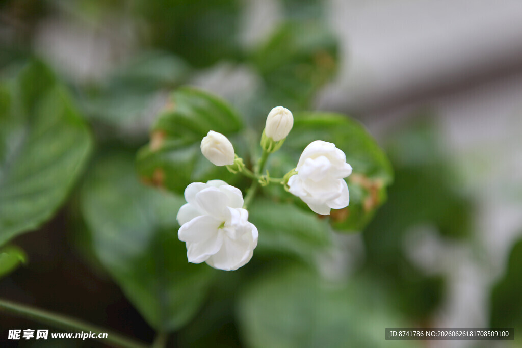 洁白茉莉花绽放绿叶间