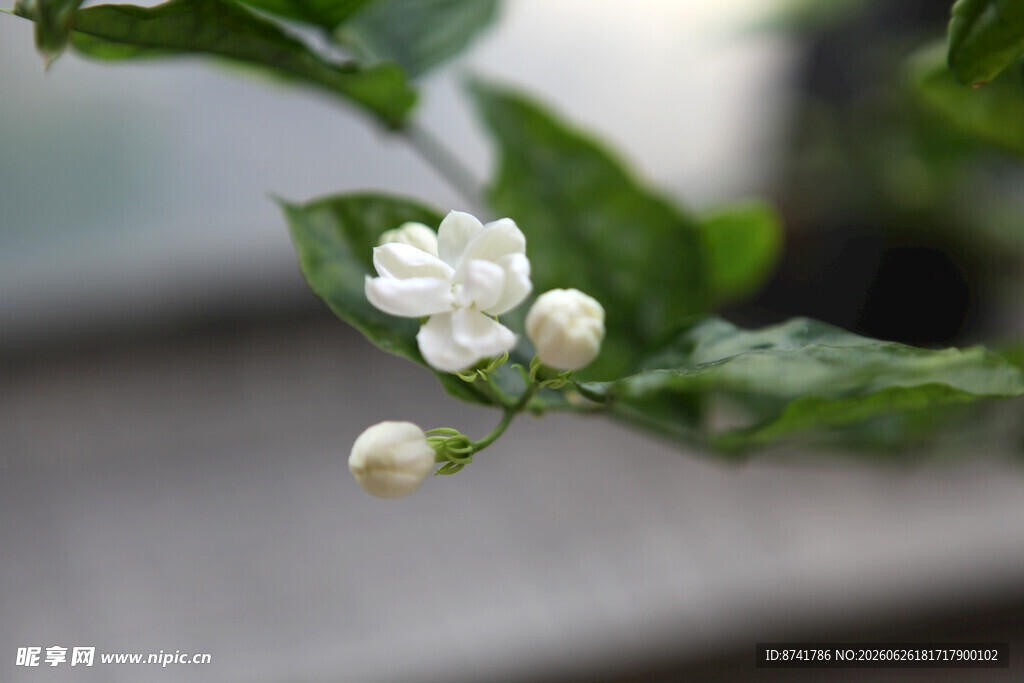 洁白茉莉花绽放枝头