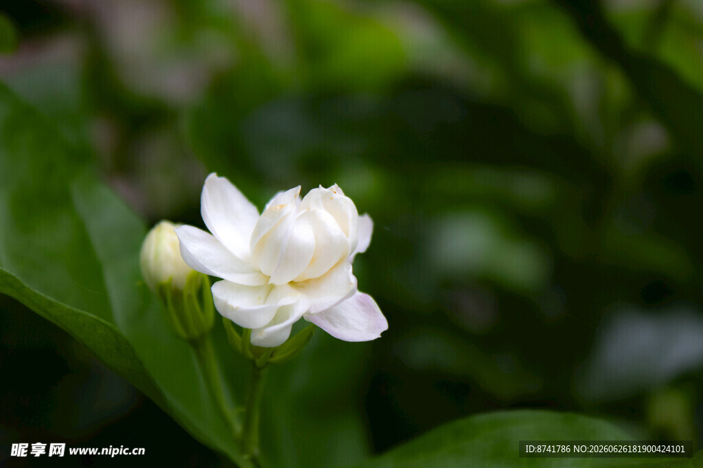 洁白茉莉花绽放绿叶间