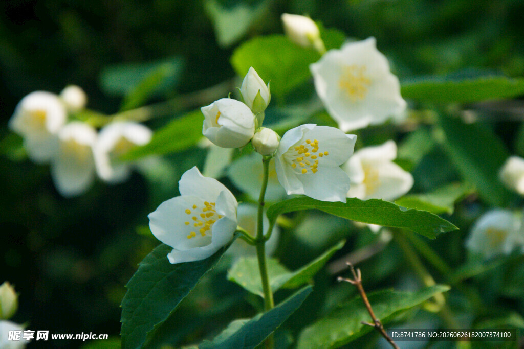 洁白茉莉花绽放绿叶间