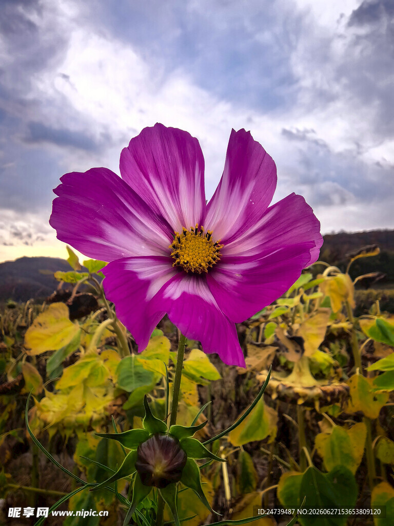 田野中绽放的艳丽格桑花
