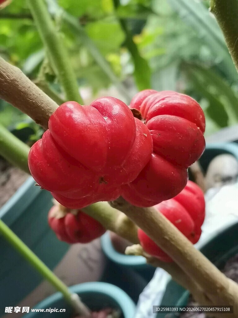 红辣椒栽培
