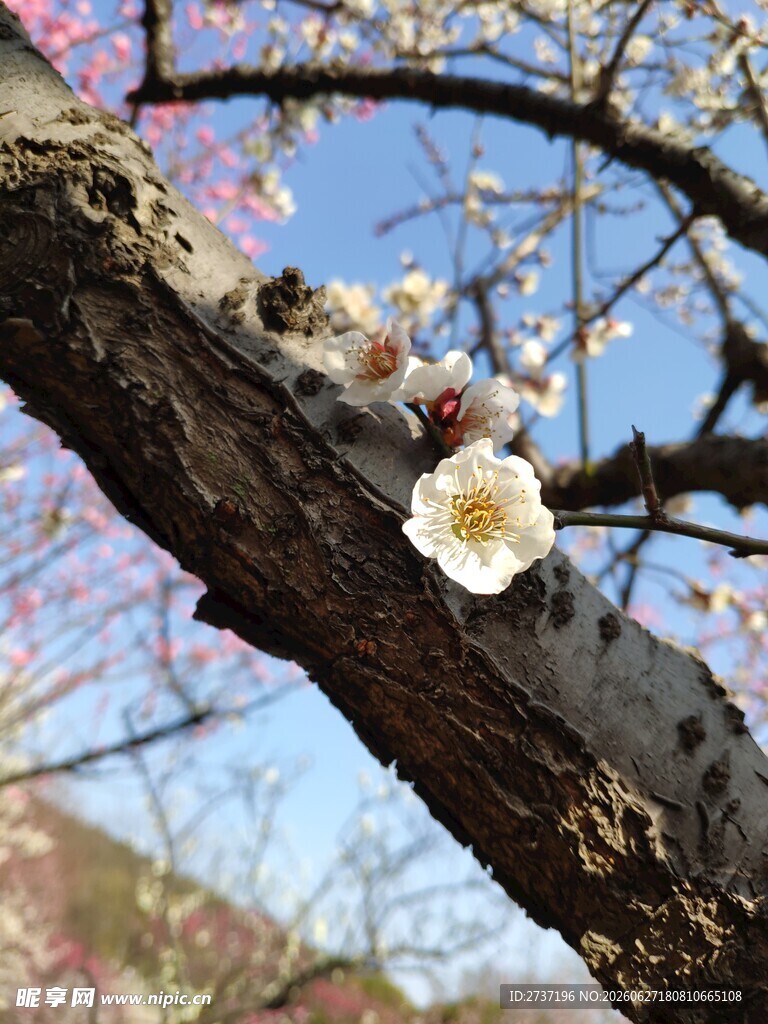 梅花