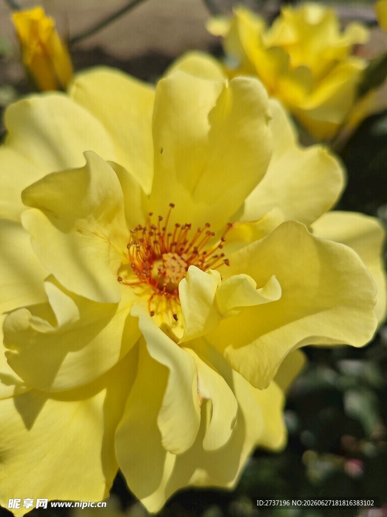 黄色的花