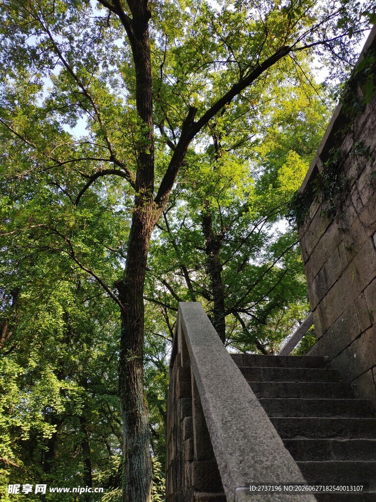 林间石阶