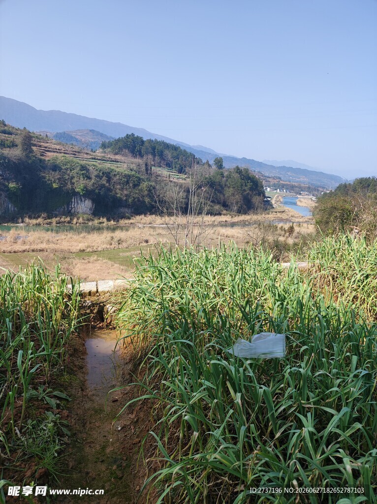 田园
