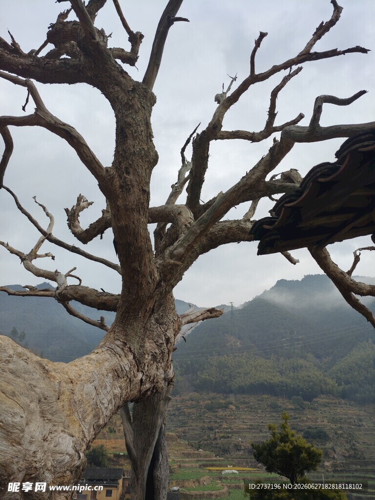 枯树