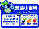 蓝莓小百科 营养与挑选知识