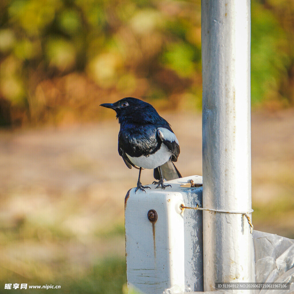 站在电箱上的黑白小鸟