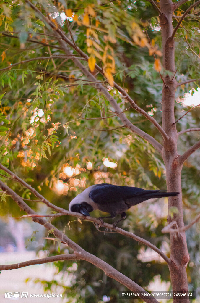 枝头栖息的黑鸟
