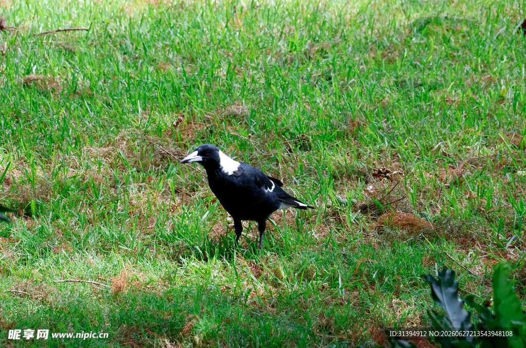 草地上的黑白鸟儿