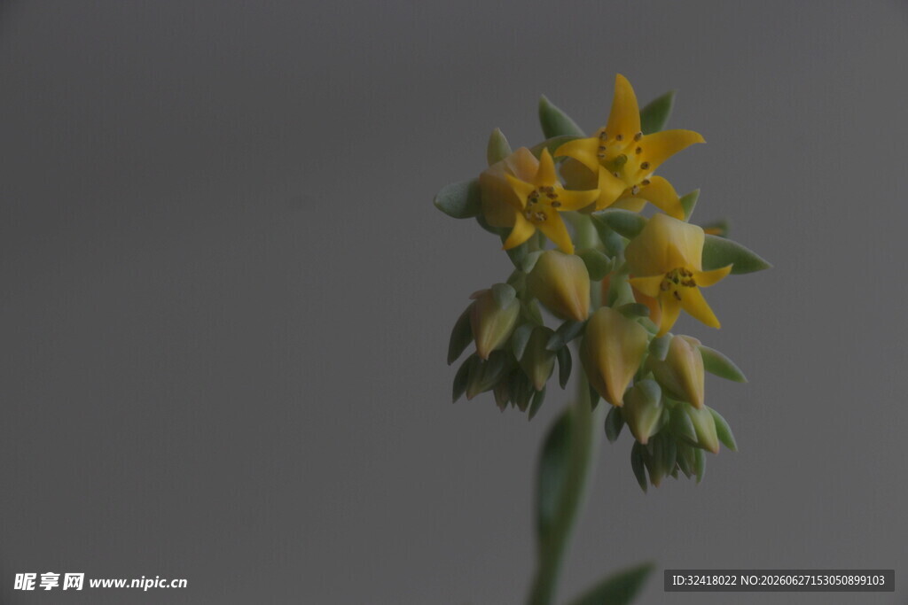 黄色小花特写