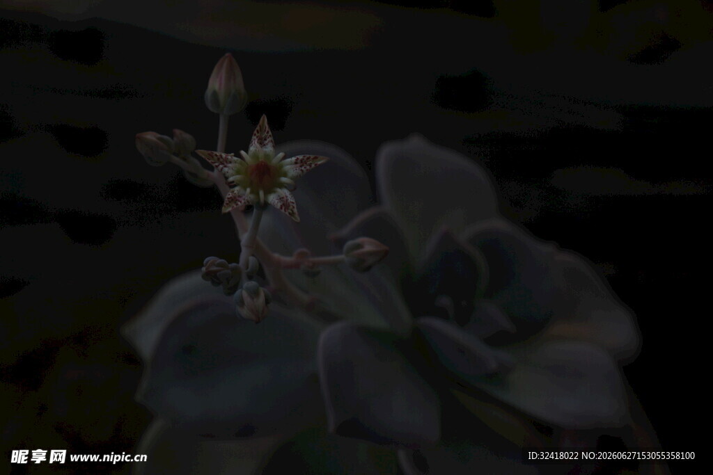 暗夜中的神秘花朵