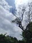 枯树立于葱郁林间