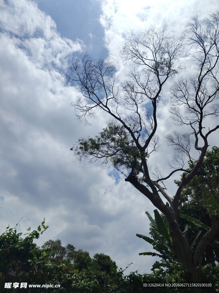 枯树立于葱郁林间