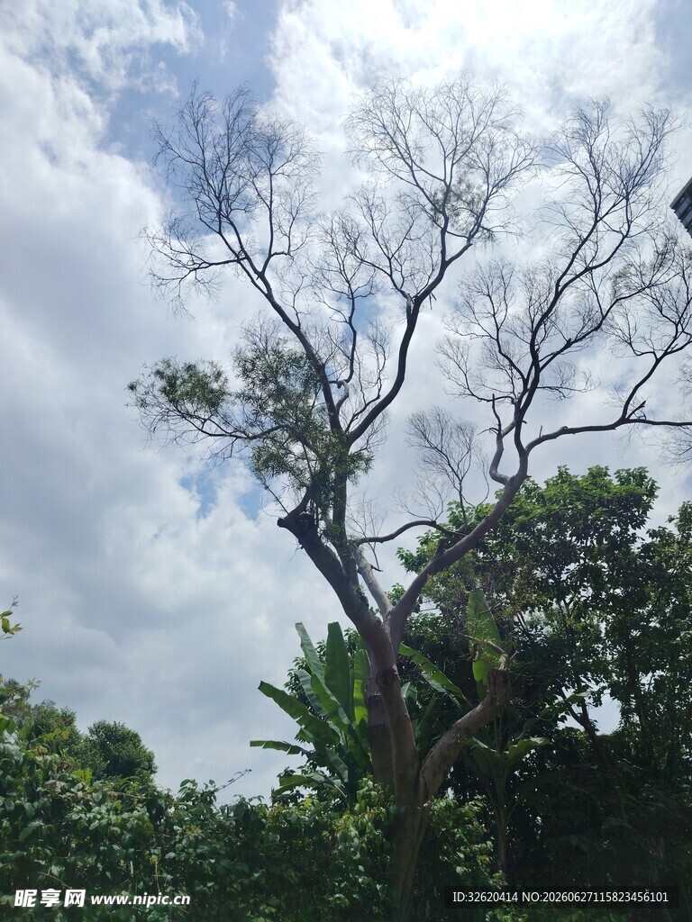 枯树立于葱郁树林间