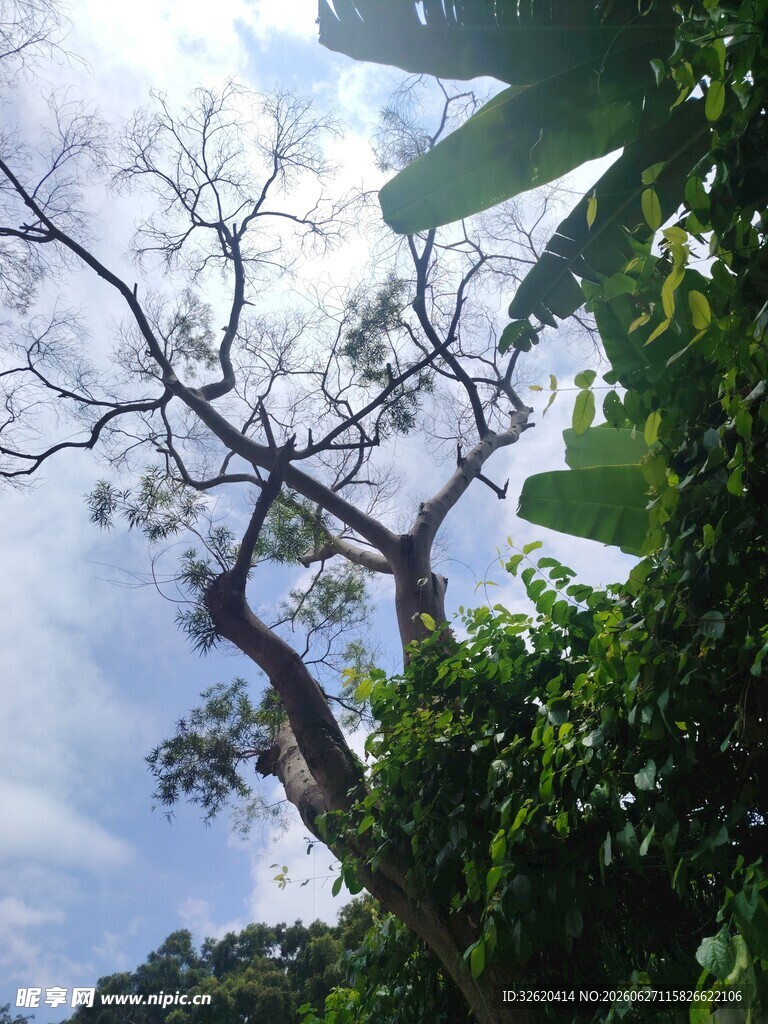 枯树与繁茂绿植相映成趣