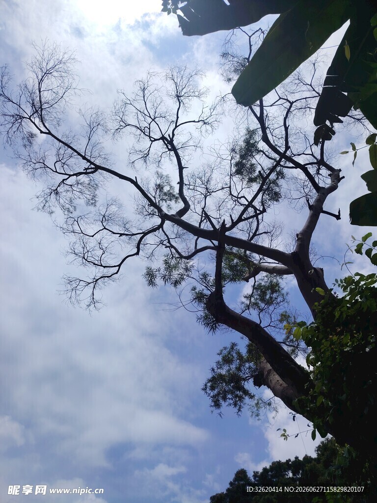 枯树与蓝天交织的景象