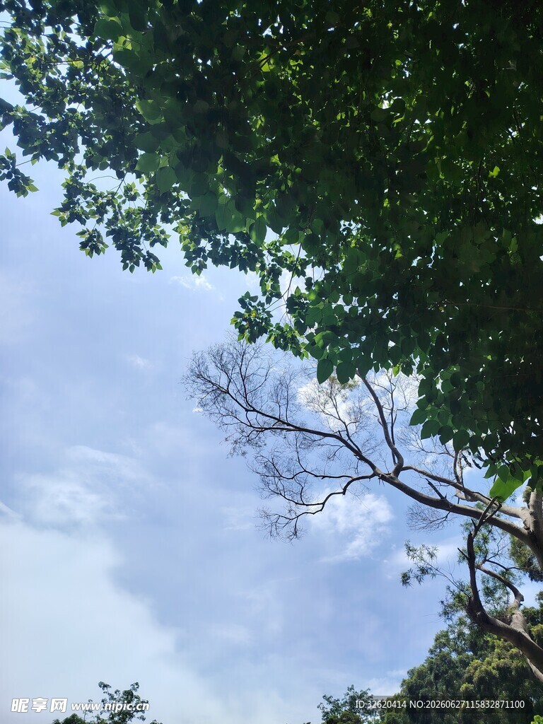 林间树梢与蓝天白云