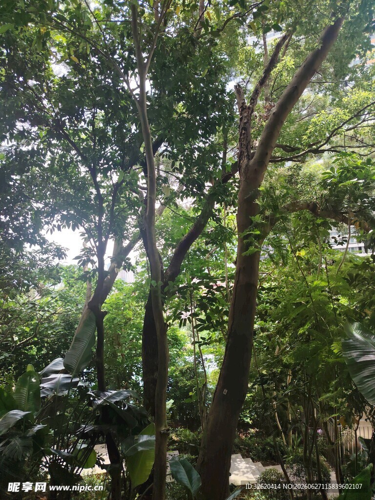 茂密树林中的自然景致