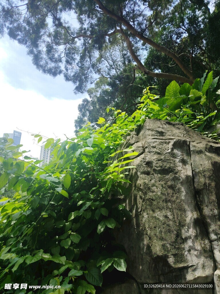 石景旁繁茂绿植景观