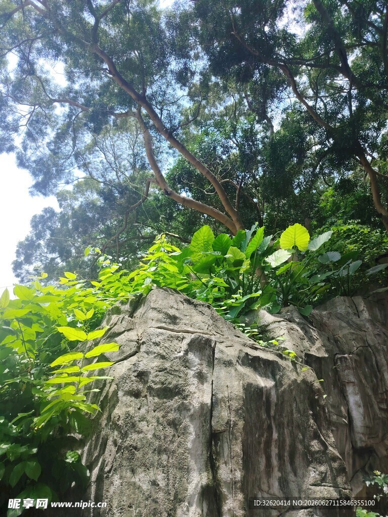 岩石上的繁茂绿植