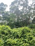 茂密绿植森林景观