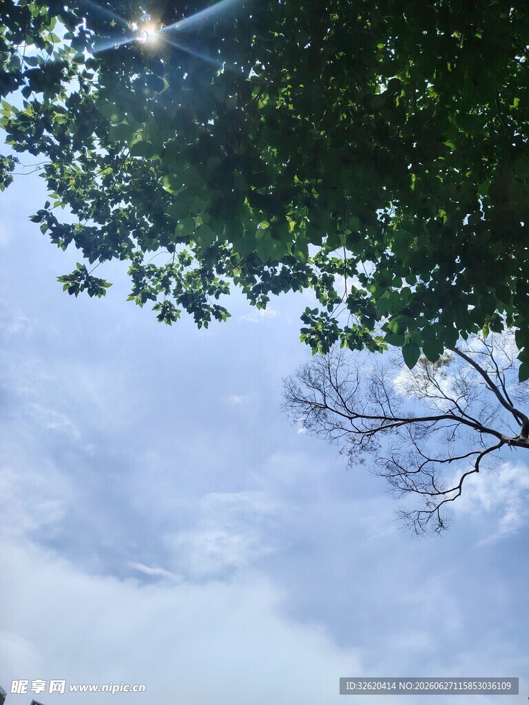 透过枝叶看天空美景