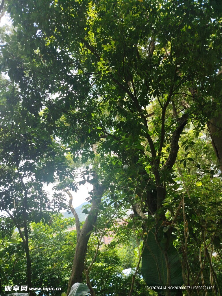 阳光洒落的茂密树林