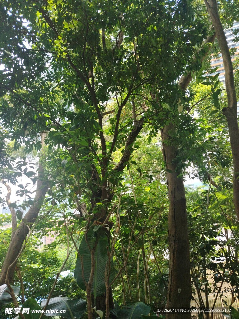 茂密森林中的高大树木