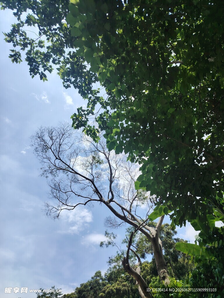 仰视繁茂绿树与蓝天
