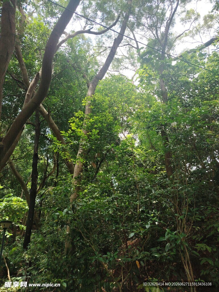 茂密丛林绿意盎然