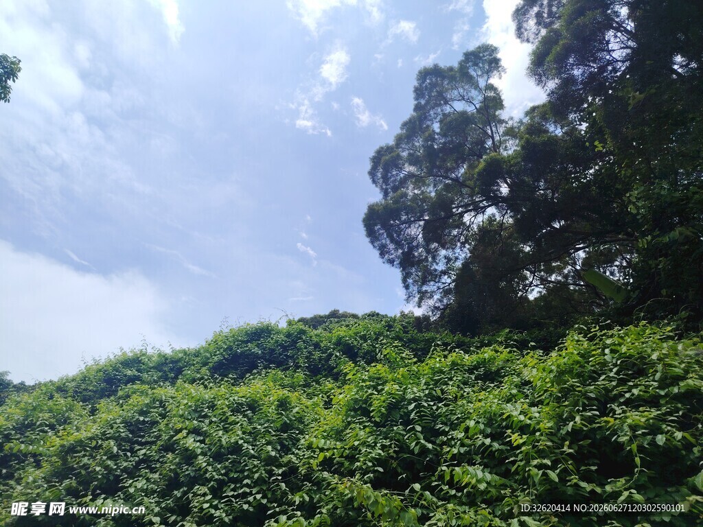 绿意盎然的山林景观