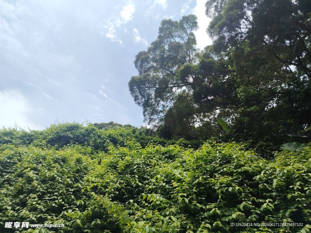 绿意盎然的繁茂山林景色