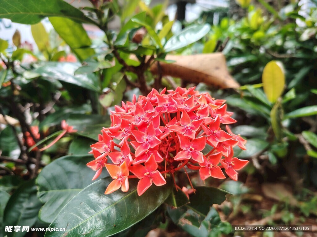 龙船花