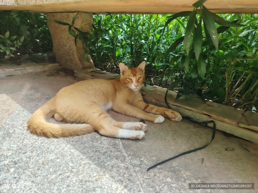 橘猫